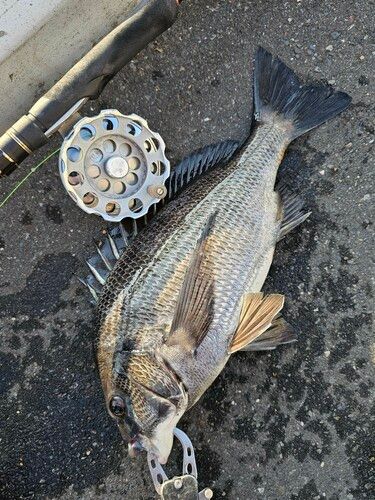 クロダイの釣果