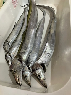 タチウオの釣果