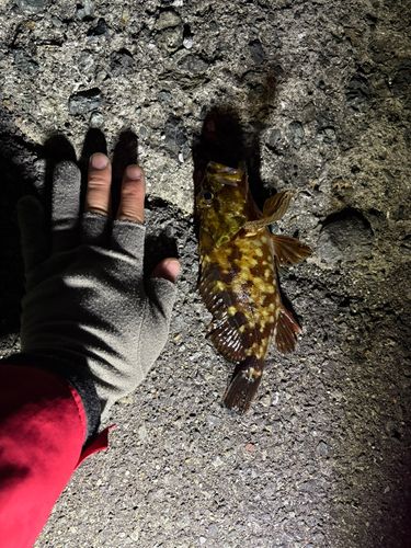 アラカブの釣果