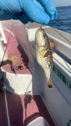 コモンフグの釣果