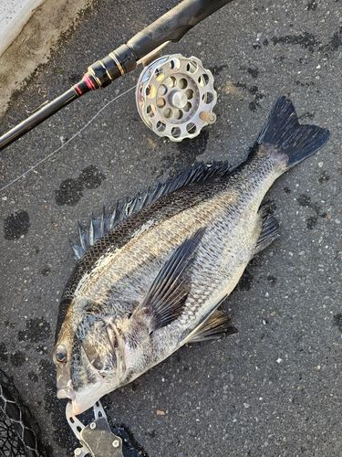 クロダイの釣果