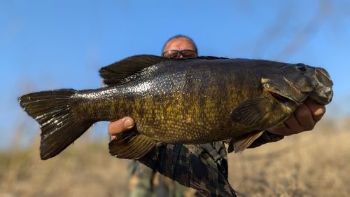 スモールマウスバスの釣果