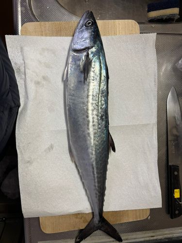サゴシの釣果