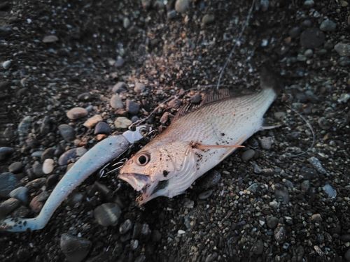 イシモチの釣果