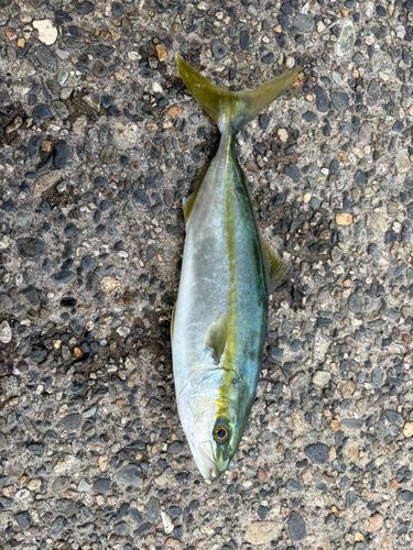 網代浜海水浴場