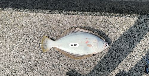 ヒラメの釣果