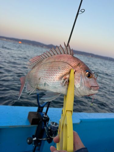 マダイの釣果
