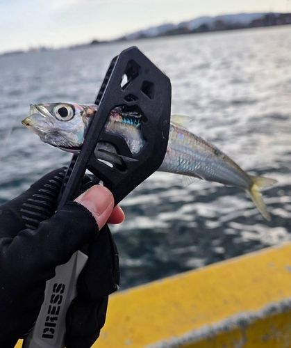 ウルメイワシの釣果