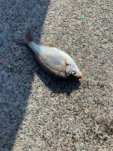 ウミタナゴの釣果