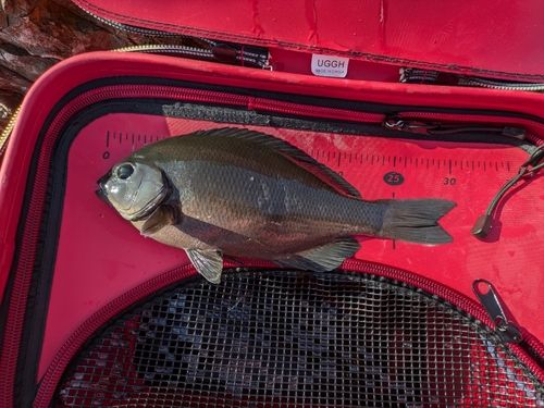 クチブトグレの釣果