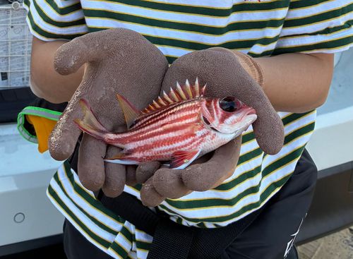 アヤメエビスの釣果