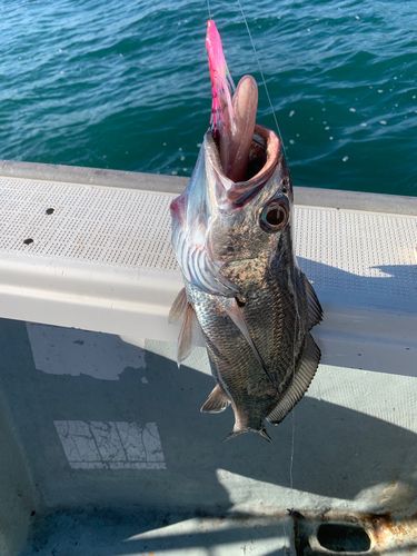 クログチの釣果