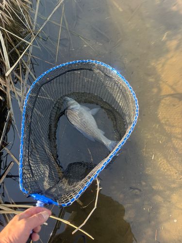 ヘラブナの釣果