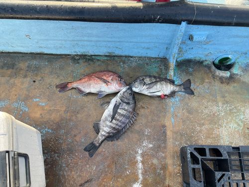 クロダイの釣果