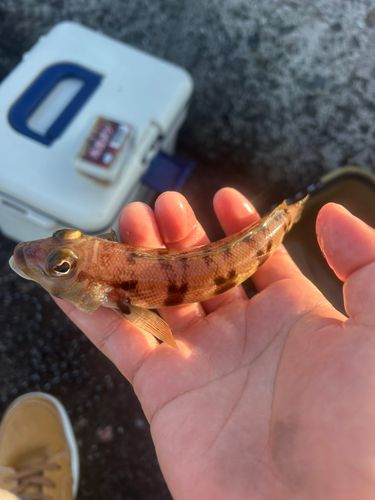 トラギスの釣果