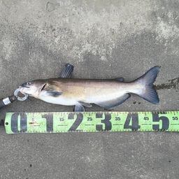 アメリカナマズ