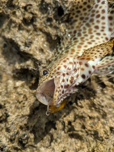 イシミーバイの釣果