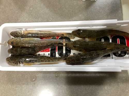 マハゼの釣果