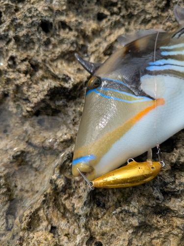 ムラサメモンガラの釣果