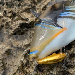 ムラサメモンガラ