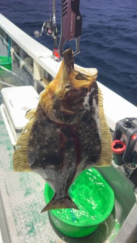ヒラメの釣果
