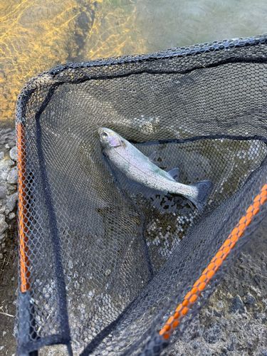 レインボートラウトの釣果