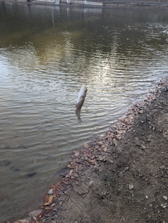 フナの釣果