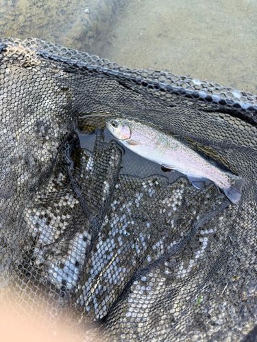レインボートラウトの釣果