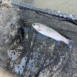 レインボートラウト