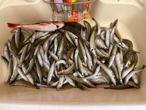 シロギスの釣果