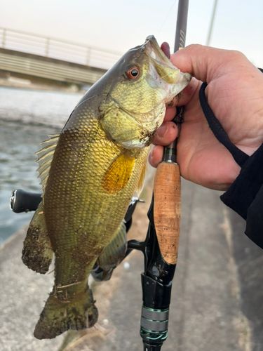 新川（霞ヶ浦）