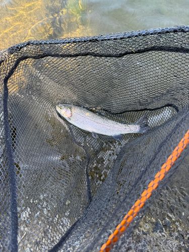レインボートラウトの釣果