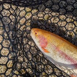 アルビノニジマス