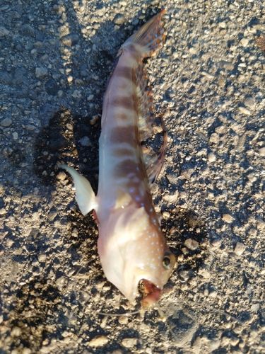 イトヒキハゼの釣果