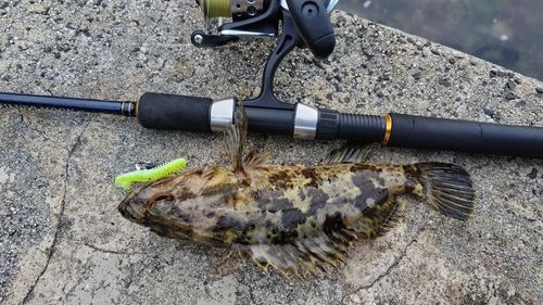 タケノコメバルの釣果