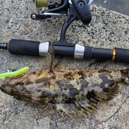 タケノコメバル