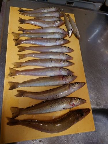 シロギスの釣果