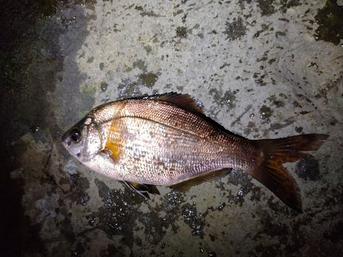 ウミタナゴの釣果