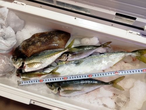 マアジの釣果