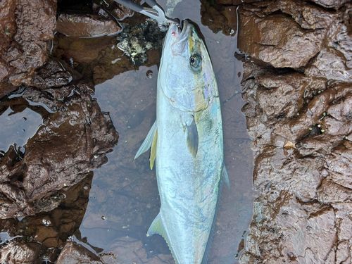 ヒラマサの釣果