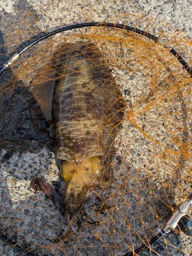 白木漁港（大分県）