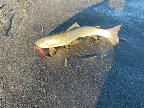 アメマスの釣果
