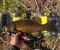 スモールマウスバスの釣果