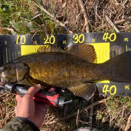 スモールマウスバス