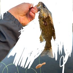 スモールマウスバス