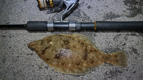 マガレイの釣果