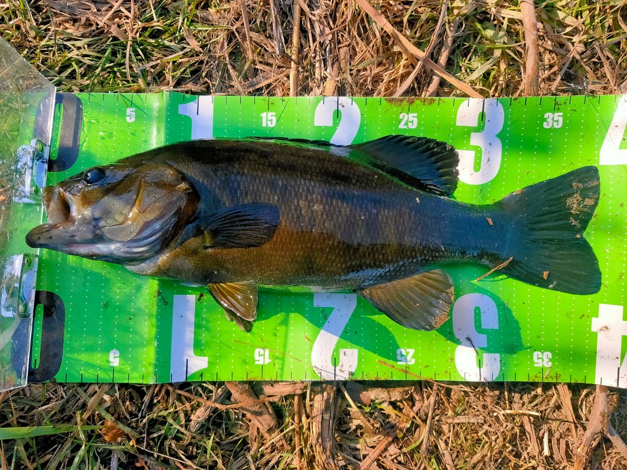 スモールマウスバス