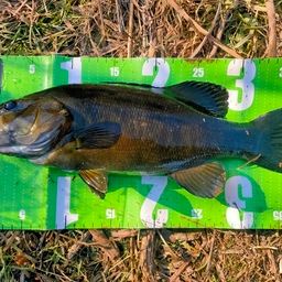 スモールマウスバス