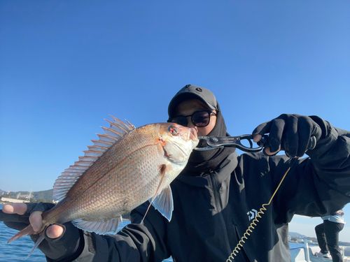 マダイの釣果