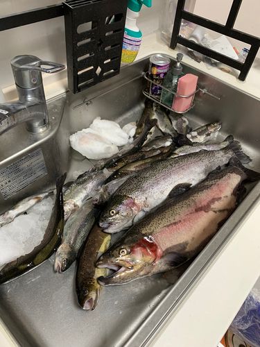 ブラウントラウトの釣果